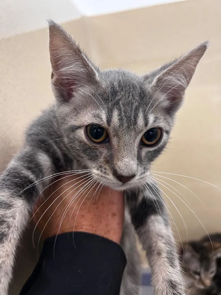 A baby small-sized male Domestic Short Hair cat named Cinderblock for adoption in Gautier, MS