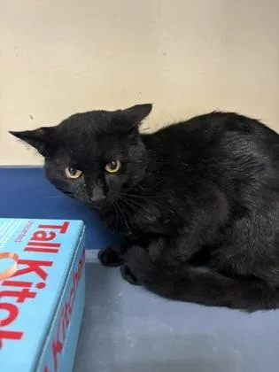An adult medium-sized male Black Domestic Short Hair cat named Mateo for adoption in Charleston, SC