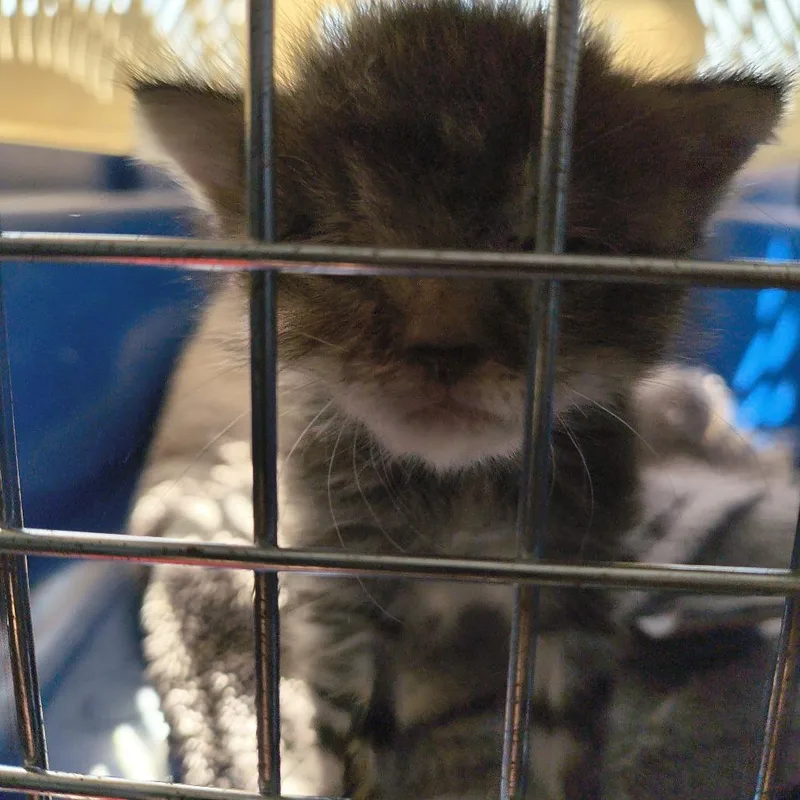 A baby small-sized female Gray / Blue / Silver Domestic Short Hair cat named Zuba for adoption in Othello, WA