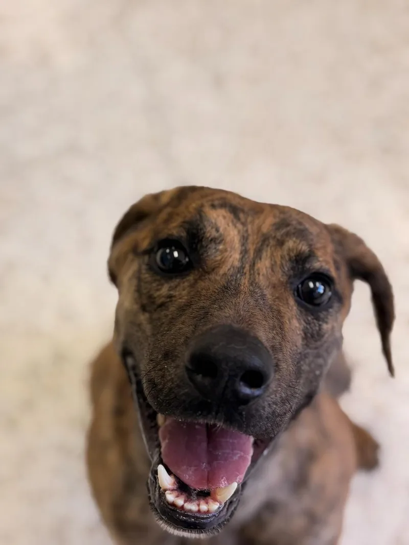 An adult medium-sized male Brown / Chocolate Labrador Retriever dog named Maverick for adoption in Phoenix, AZ