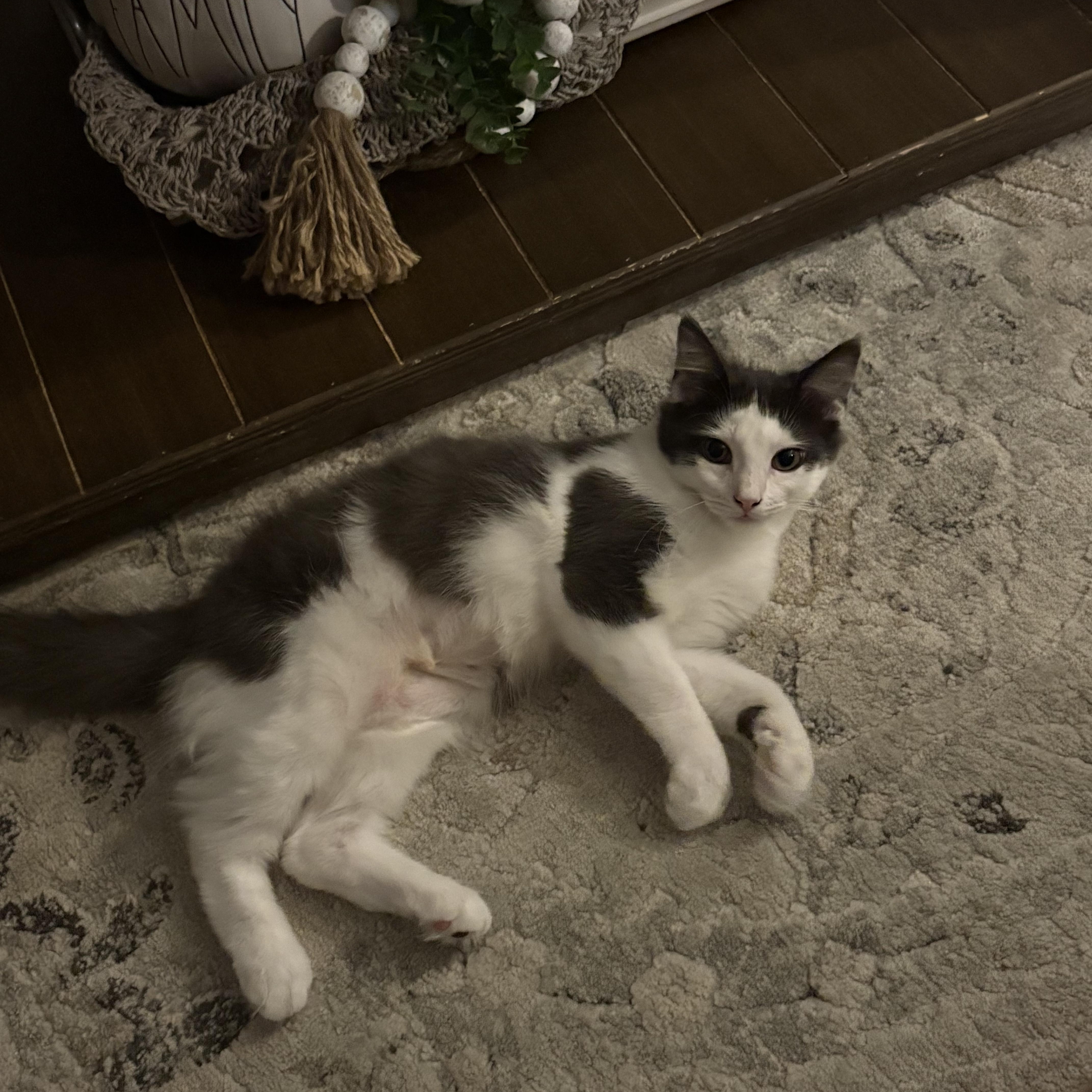 A baby small-sized female Domestic Long Hair cat named Possum for adoption in Bellmawr, NJ