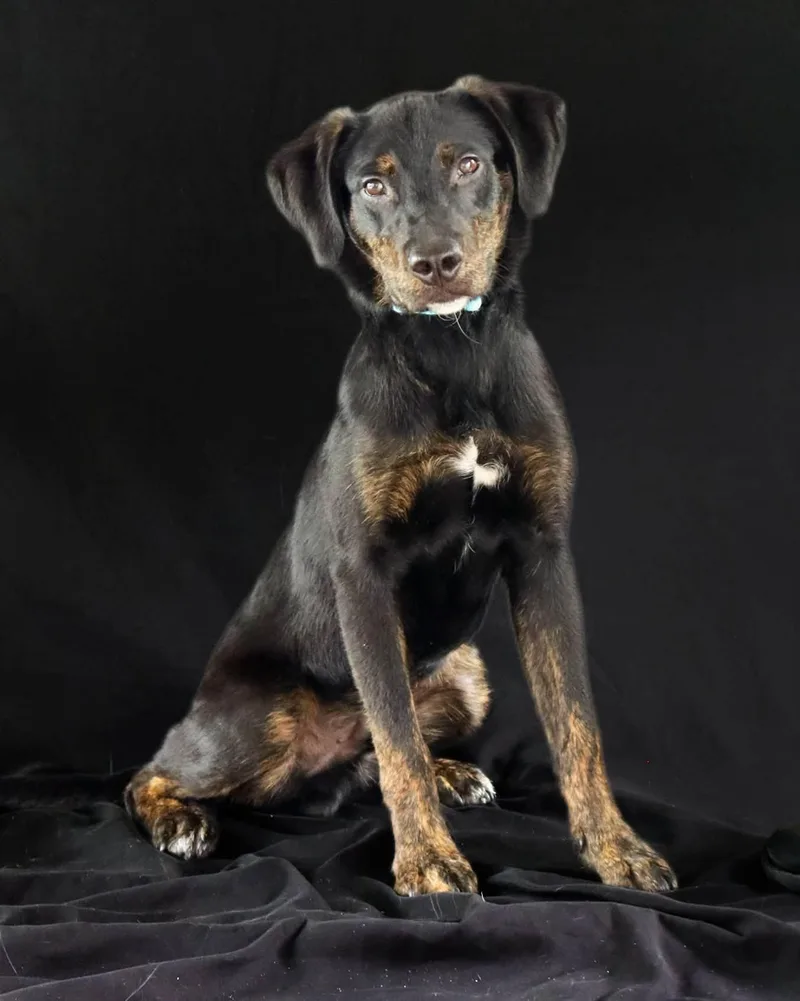 A baby medium-sized male German Shepherd Dog dog named Duke for adoption in Ocean Springs, MS