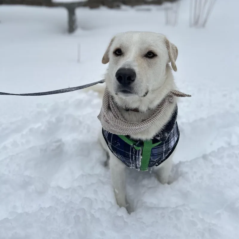 Charlie D thumbnail 2