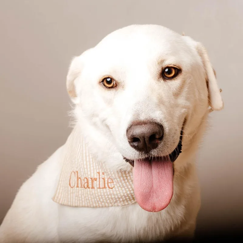 Charlie D thumbnail 3