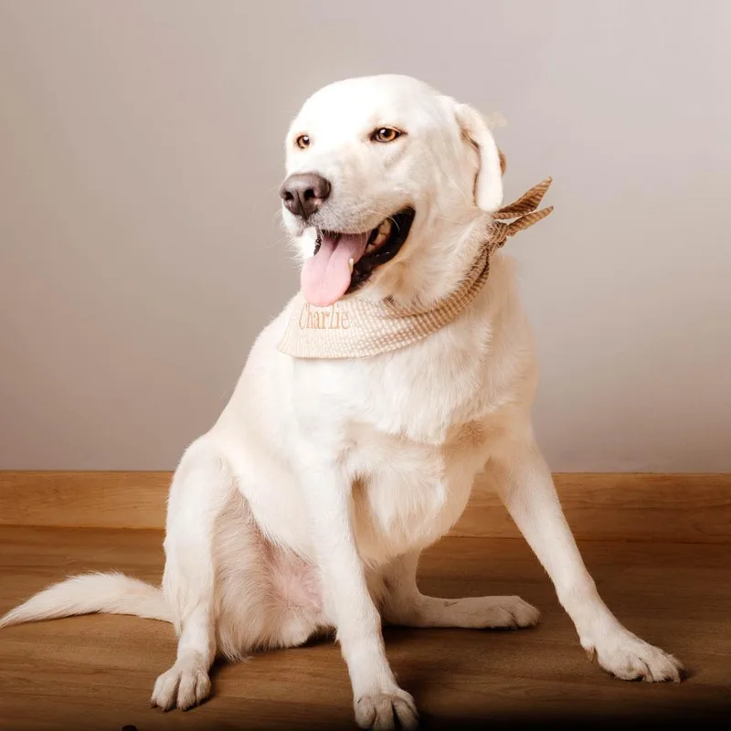 Charlie D thumbnail 4