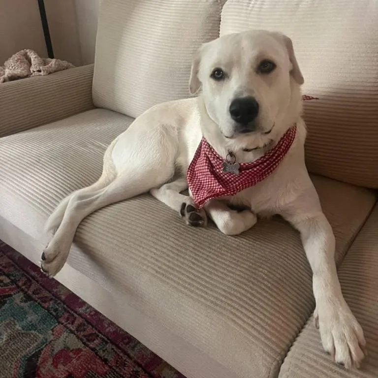 Charlie D thumbnail 5