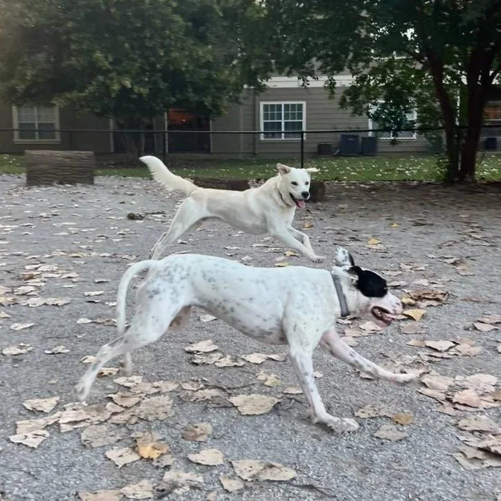 Charlie D thumbnail 6