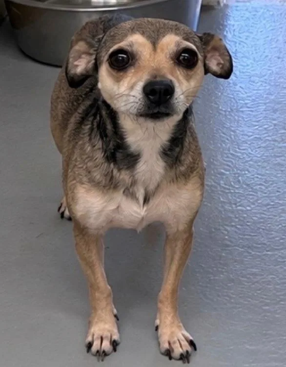 A young small-sized female Chihuahua dog named Honey for adoption in Thompson Falls, MT