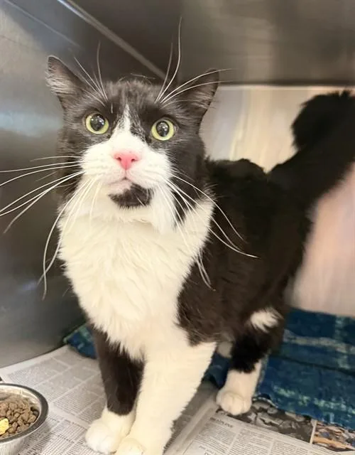 An adult large-sized male Domestic Medium Hair cat named Rascal for adoption in Castaic, CA