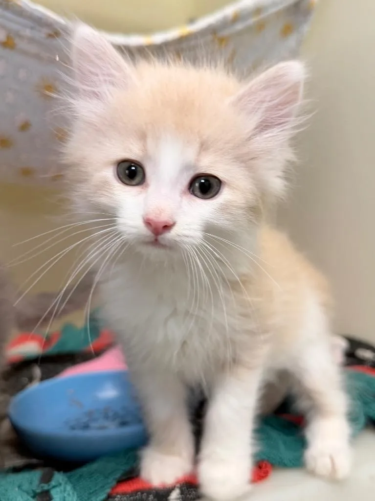 A baby medium-sized male Domestic Medium Hair cat named Jj for adoption in Menomonie, WI