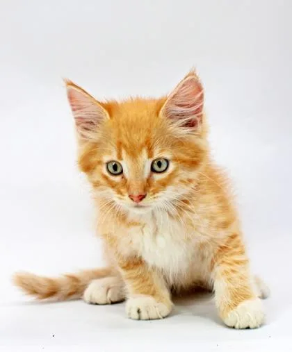 A baby small-sized male Domestic Short Hair cat named Nash for adoption in Morton Grove, IL