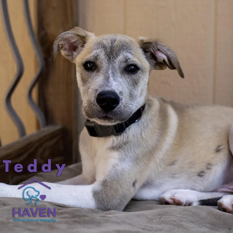 A baby medium-sized male Shepherd dog named Teddy for adoption in Omaha, NE