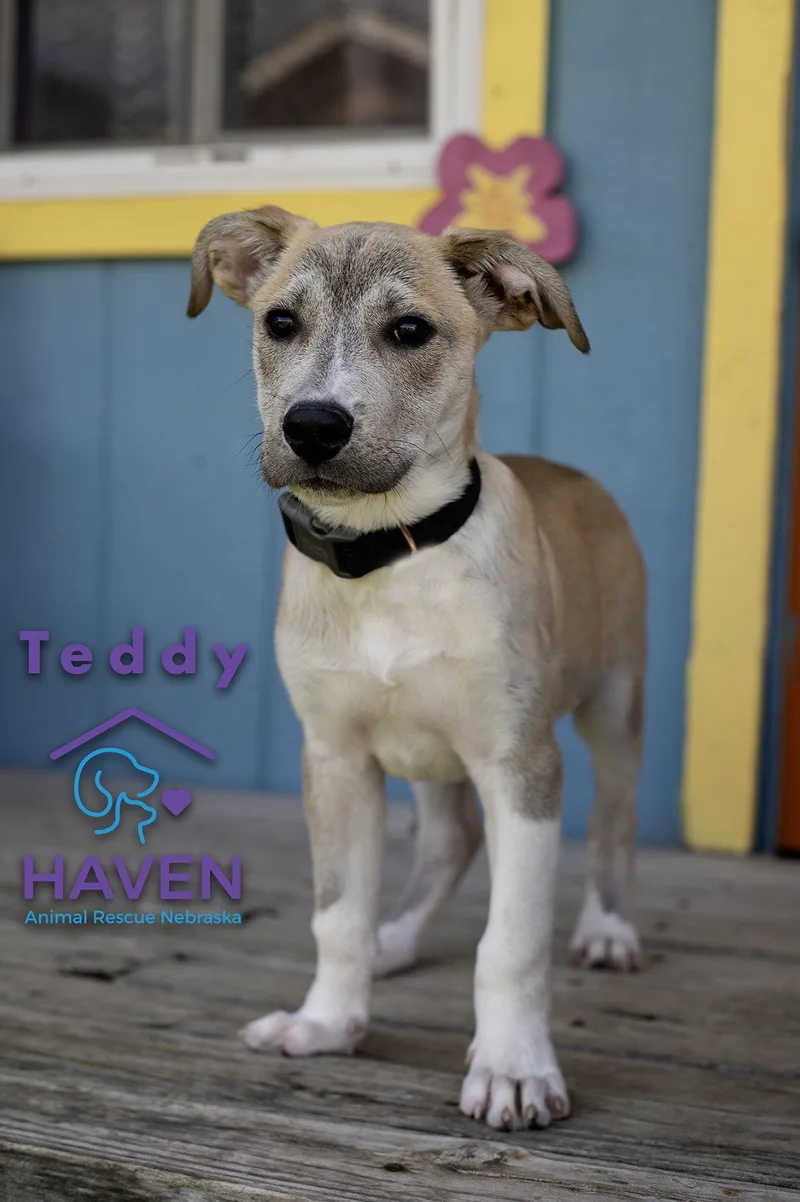 Teddy thumbnail 3