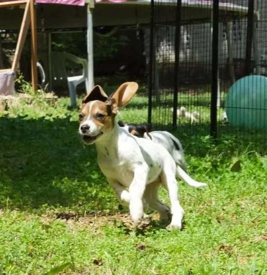 Pepper