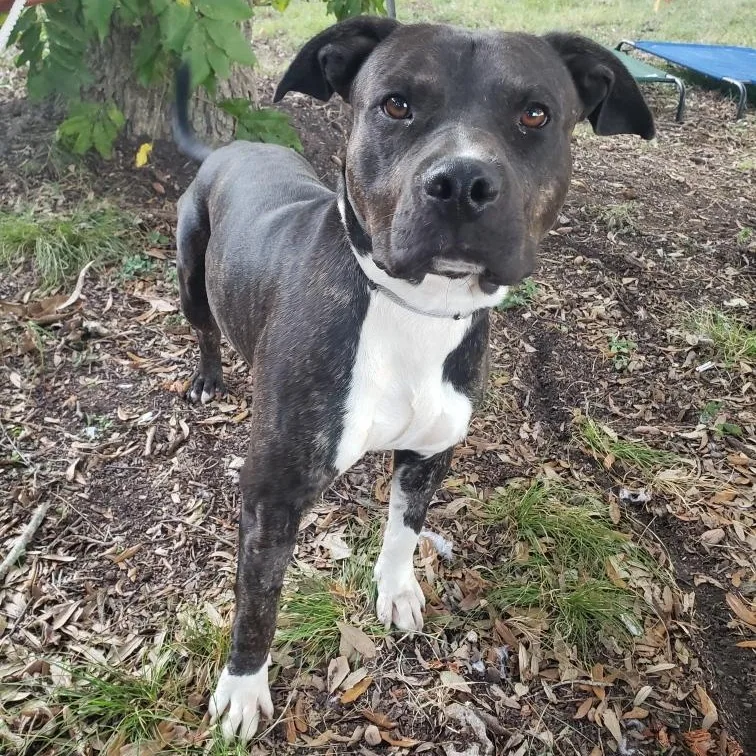 A young medium-sized male Black American Staffordshire Terrier dog named Maximus for adoption in Houston, TX
