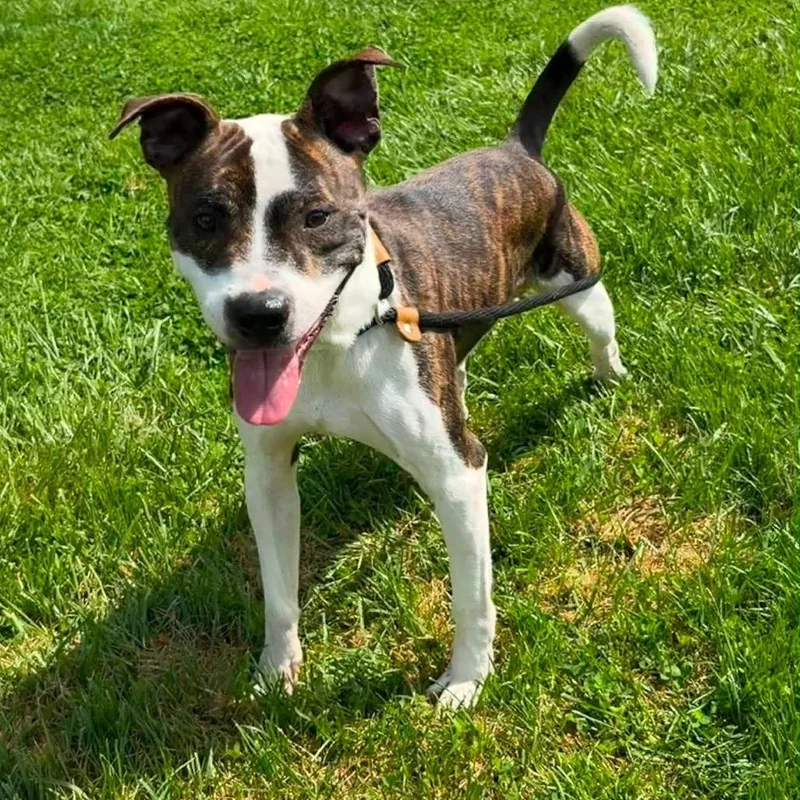 A young medium-sized female White / Cream Pit Bull Terrier dog named Pierogi for adoption in Washington, PA