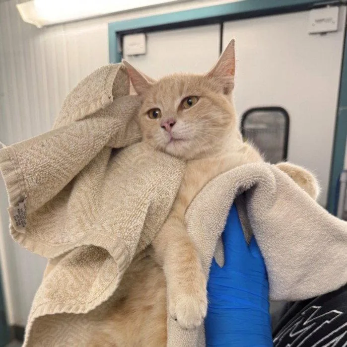 A baby medium-sized female Orange / Red Domestic Long Hair cat named Patty for adoption in Woodland, CA