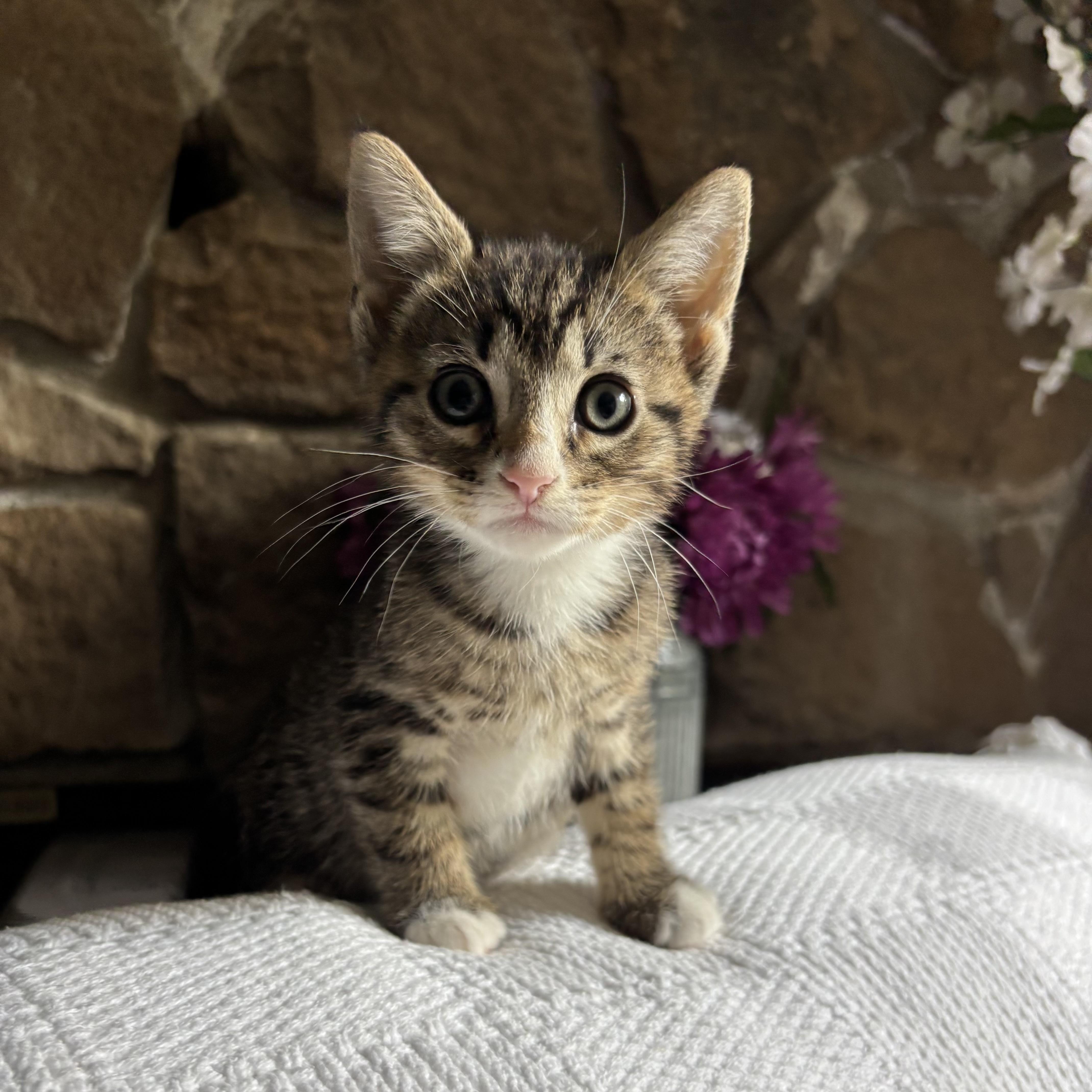 A baby medium-sized male Tabby (Buff / Tan / Fawn) Domestic Short Hair cat named Kel for adoption in Ephrata, WA