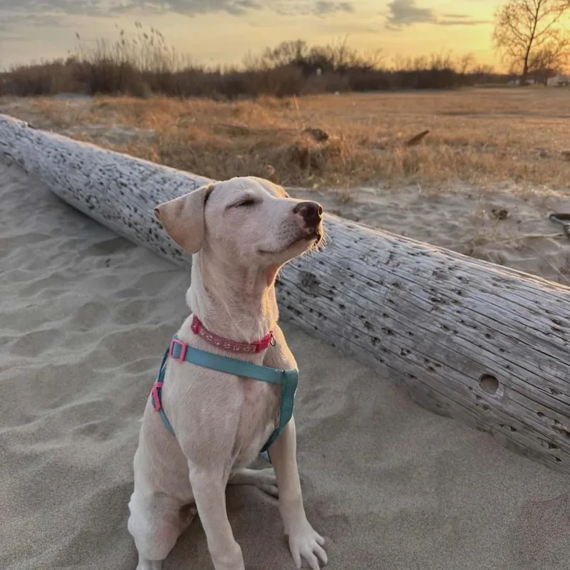 A baby medium-sized female Labrador Retriever dog named Skye for adoption in Carmel, NY