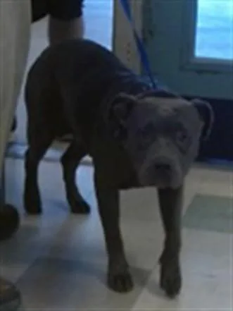 A young medium-sized female Staffordshire Bull Terrier dog named A for adoption in Oklahoma City, OK
