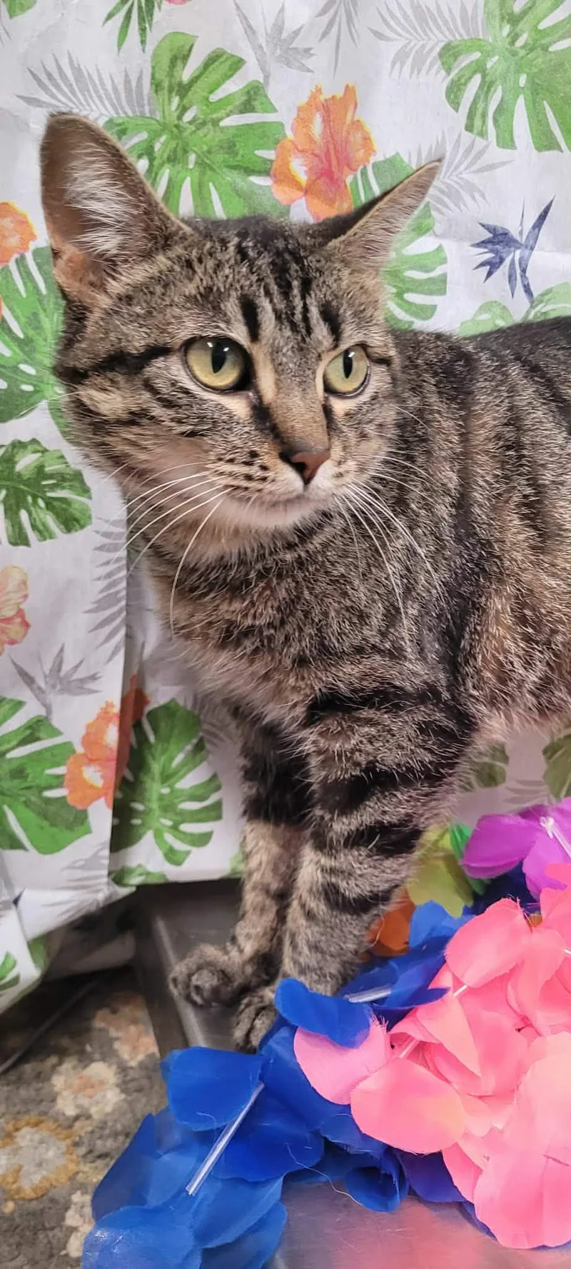 An adult medium-sized female Tabby (Buff / Tan / Fawn) Domestic Short Hair cat named Meadow for adoption in Caro, MI
