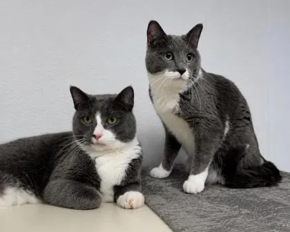 An adult medium-sized female Domestic Short Hair cat named Tibbs for adoption in Janesville, WI