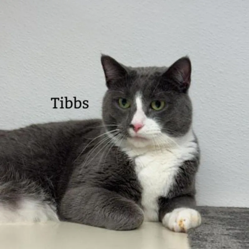 Tibbs thumbnail 2