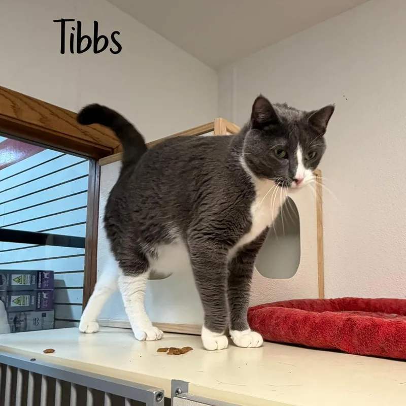 Tibbs thumbnail 3