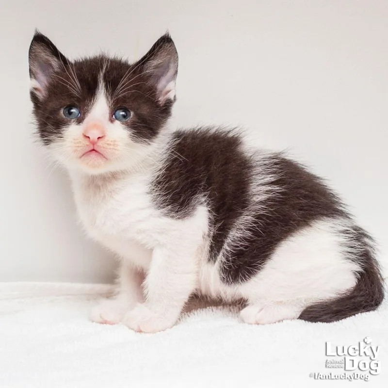 A baby medium-sized male Black & White / Tuxedo Domestic Short Hair cat named Danny Phantom for adoption in Washington, DC