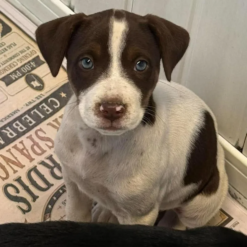 A baby small-sized female Brown / Chocolate Mixed Breed dog named Tamale for adoption in Huntington, WV