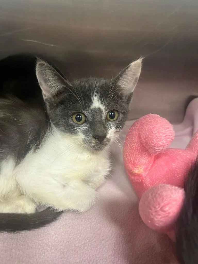 A baby medium-sized male Domestic Short Hair cat named Icey for adoption in Hartsville, SC