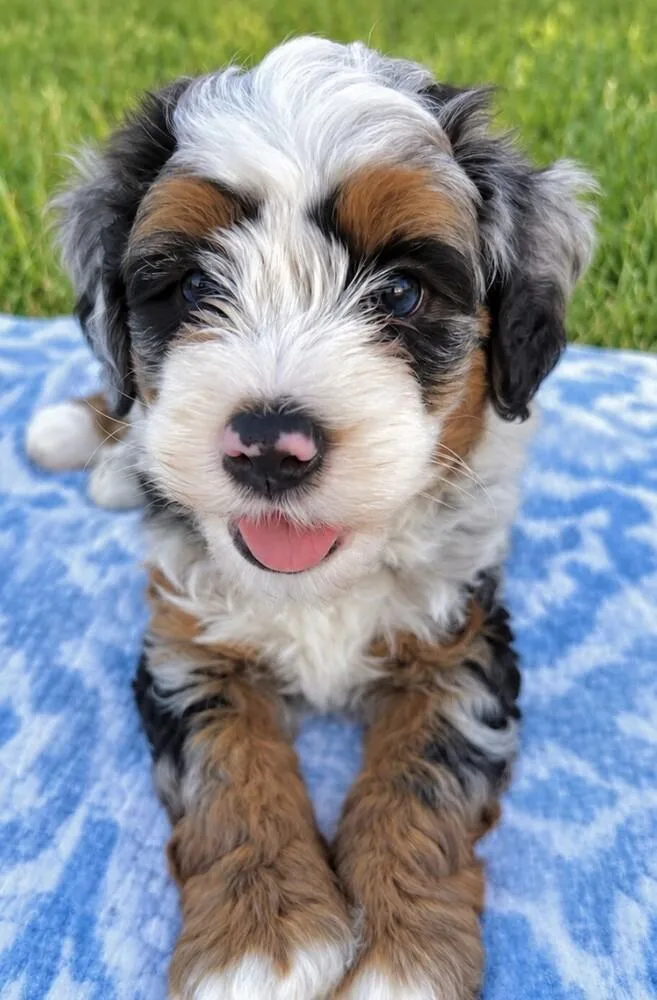 A baby medium-sized male Bernese Mountain Dog dog named Baby Lenny for adoption in Washington, DC