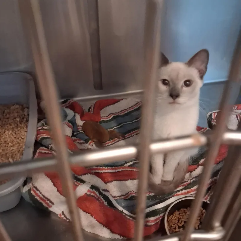 A young medium-sized female Siamese cat named Lavendar for adoption in Raeford, NC