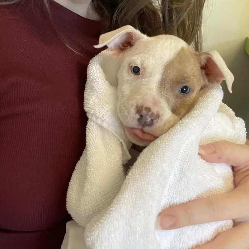 A baby medium-sized female Yellow / Tan / Blond / Fawn Mixed Breed dog named Jamie Lee for adoption in Winston Salem, NC