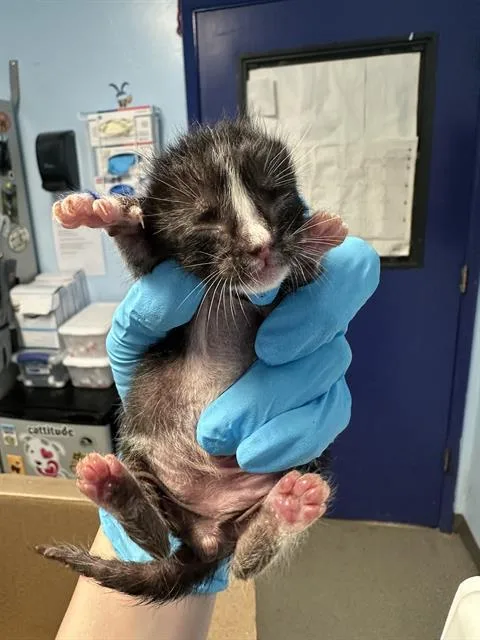 A baby small-sized male Domestic Short Hair cat named Tubby for adoption in Bakersfield, CA