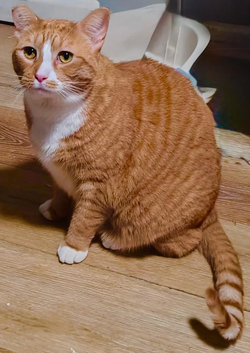 An adult large-sized male Orange & White Domestic Short Hair cat named Pumpkin for adoption in Bayonne, NJ