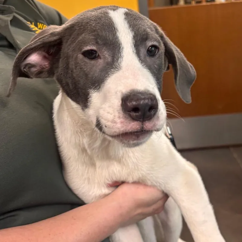 A baby medium-sized male White / Cream Mixed Breed dog named Jed for adoption in Norman, OK