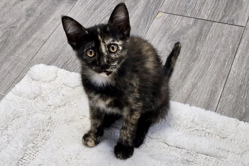 A baby small-sized female Domestic Short Hair cat named Morgana for adoption in Fountain Hills, AZ