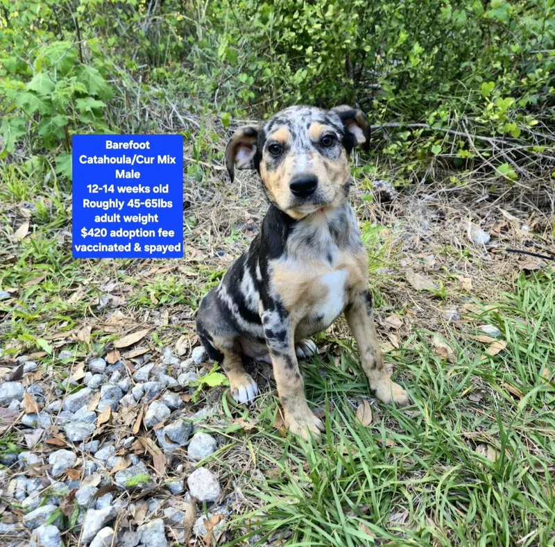 A baby medium-sized male Catahoula Leopard Dog dog named Barefoot for adoption in Oviedo, FL