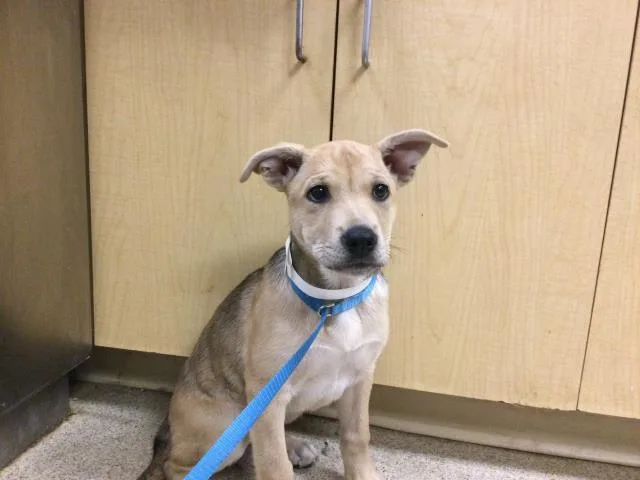 A baby small-sized female Labrador Retriever dog named Babe for adoption in Riverside, CA