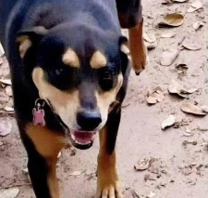 A senior medium-sized male Black Manchester Terrier dog named Henry for adoption in Inez, TX