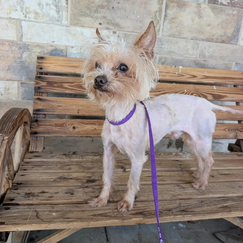 An adult small-sized male Yorkshire Terrier dog named Peanut for adoption in Chico, CA