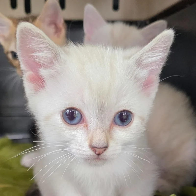 A baby small-sized female White Domestic Short Hair cat named Elsa for adoption in Glenfield, NY