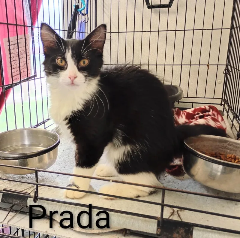 Prada