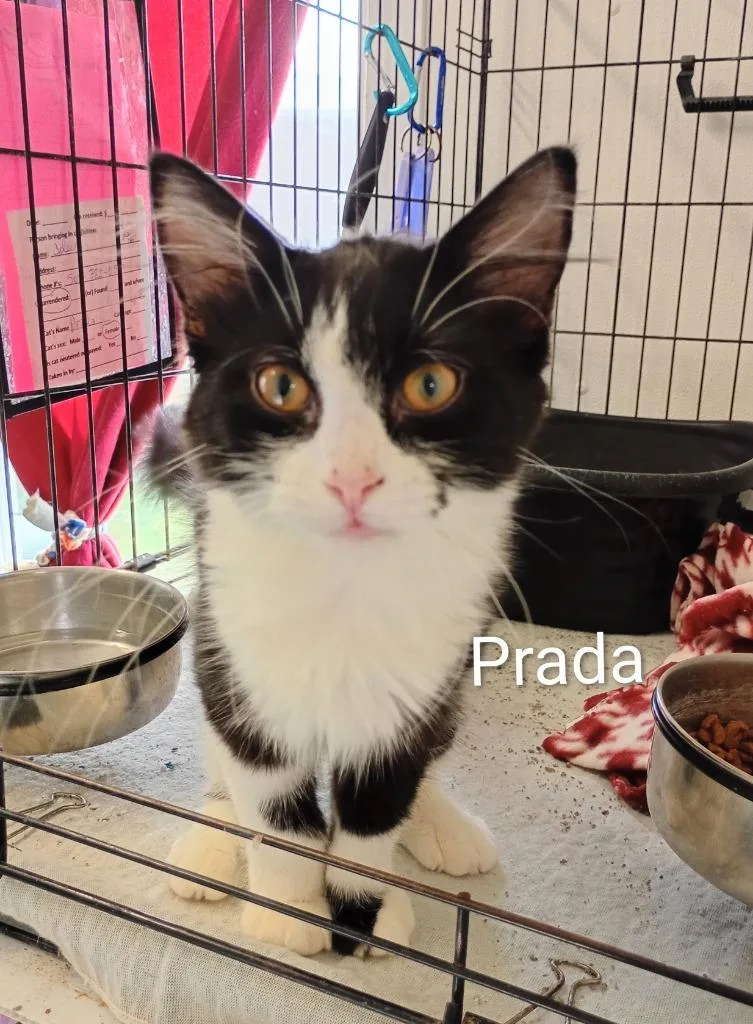 Prada thumbnail 4