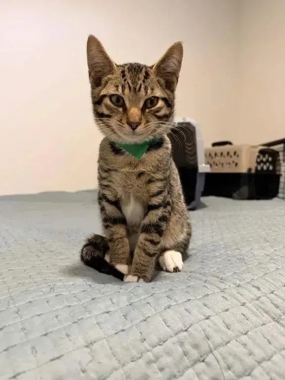 A baby small-sized male Domestic Short Hair cat named Plagg for adoption in Grand Rapids, MI