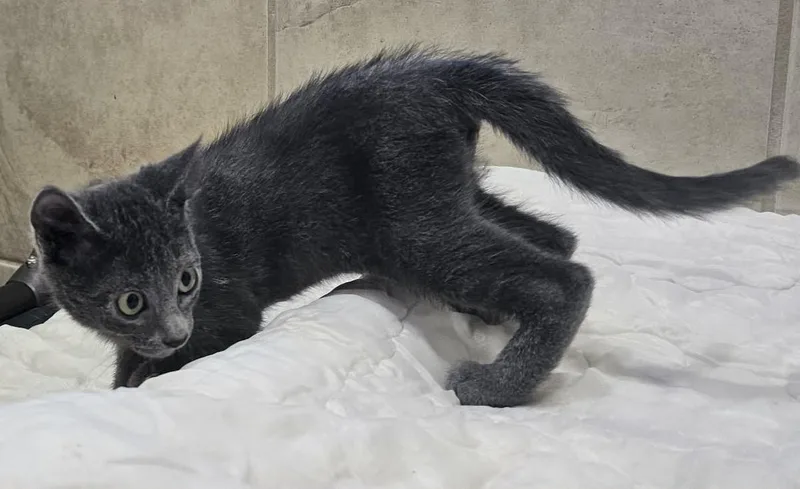 A baby small-sized male Gray / Blue / Silver Domestic Short Hair cat named Chef for adoption in Canon City, CO