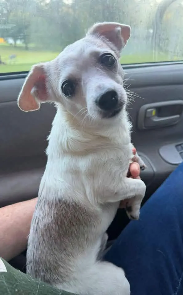 Wilson thumbnail 4