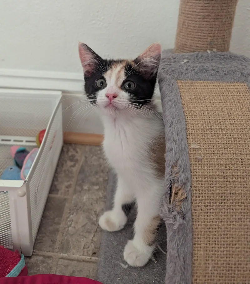 A baby medium-sized female Calico cat named Aiyla for adoption in Vacaville, CA