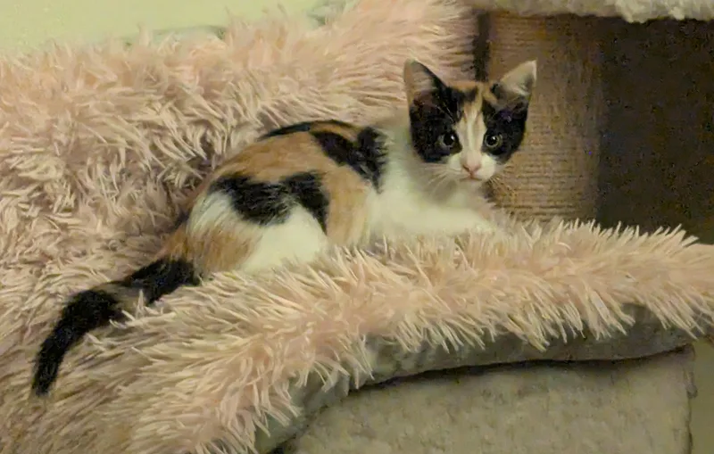 Aiyla thumbnail 4